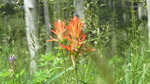 photo thumbnail #11