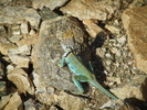 photo thumbnail #9