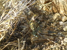 photo thumbnail #10