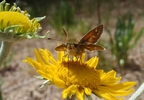 photo thumbnail #11