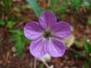 photo thumbnail #13