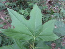 photo thumbnail #14