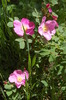 photo thumbnail #15