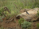 photo thumbnail #12