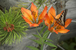 photo thumbnail #14
