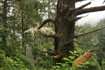 photo thumbnail #15