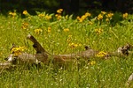 photo thumbnail #5