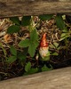 photo thumbnail #15