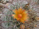 photo thumbnail #2