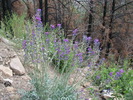 photo thumbnail #10