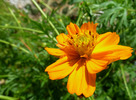 photo thumbnail #1