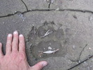 photo thumbnail #10