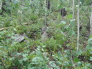 photo thumbnail #8