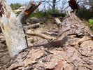 photo thumbnail #12