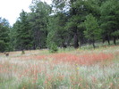 photo thumbnail #10