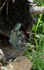 photo thumbnail #9