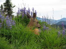 photo thumbnail #7