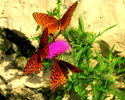 photo thumbnail #12