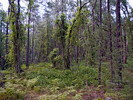photo thumbnail #12