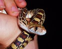 photo thumbnail #6