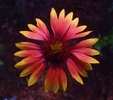 photo thumbnail #12