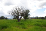 photo thumbnail #12