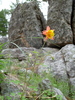 photo thumbnail #6