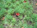 photo thumbnail #14