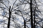 photo thumbnail #8