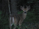 photo thumbnail #13