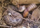 photo thumbnail #5