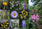 photo thumbnail #8