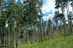 photo thumbnail #14