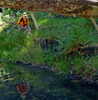 photo thumbnail #14