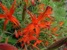 photo thumbnail #7