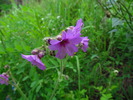 photo thumbnail #9