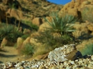 photo thumbnail #13