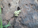 photo thumbnail #10