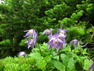 photo thumbnail #15