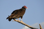 Featured Full Photo