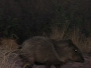 photo thumbnail #7