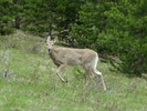 photo thumbnail #1