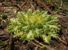 photo thumbnail #6