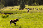 photo thumbnail #8