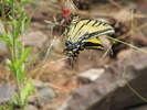 photo thumbnail #6