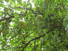photo thumbnail #9