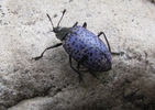 photo thumbnail #13