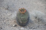 photo thumbnail #11