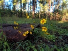 photo thumbnail #5
