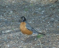 photo thumbnail #15